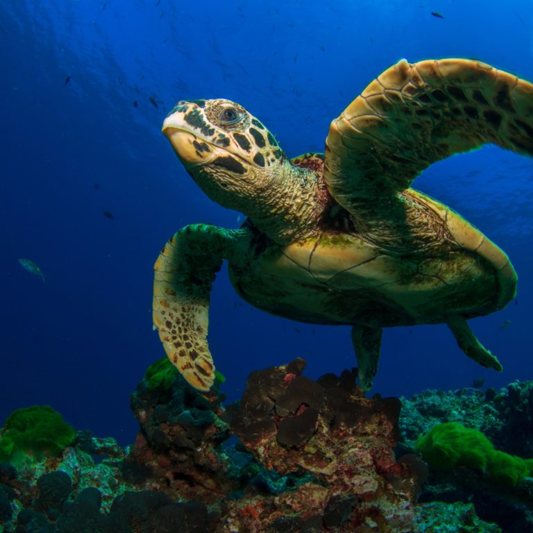research on sea turtles