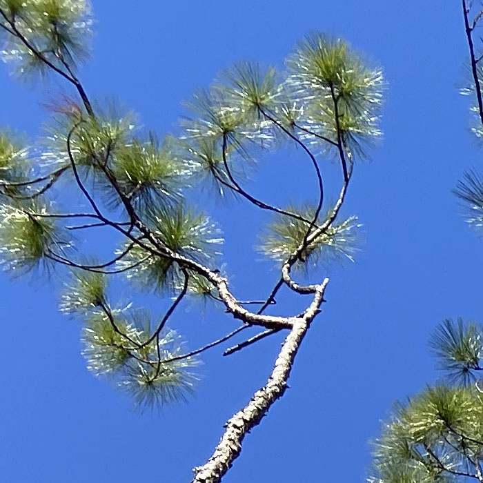 pine tree against a blue sky