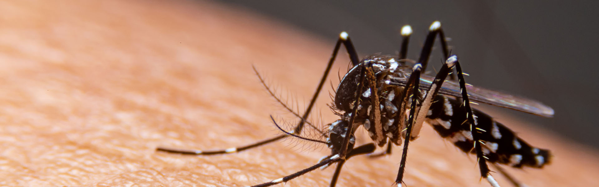 coastal landscape with green mountains