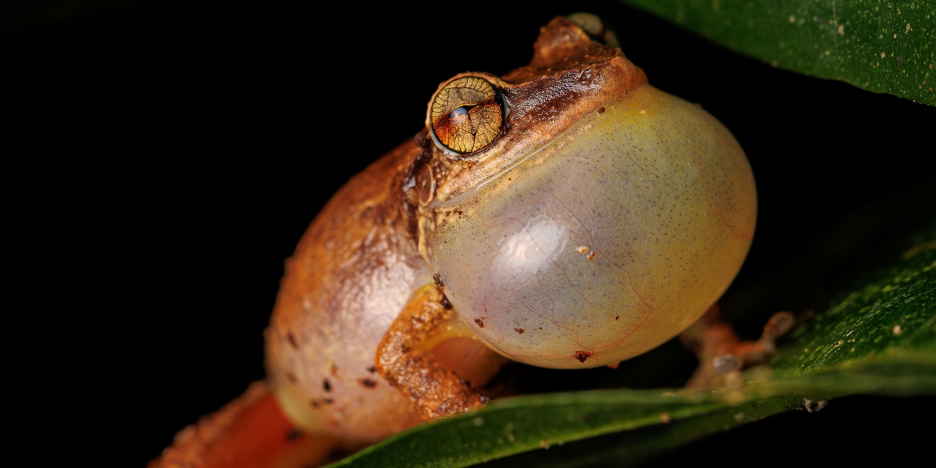 Coqui frog.
