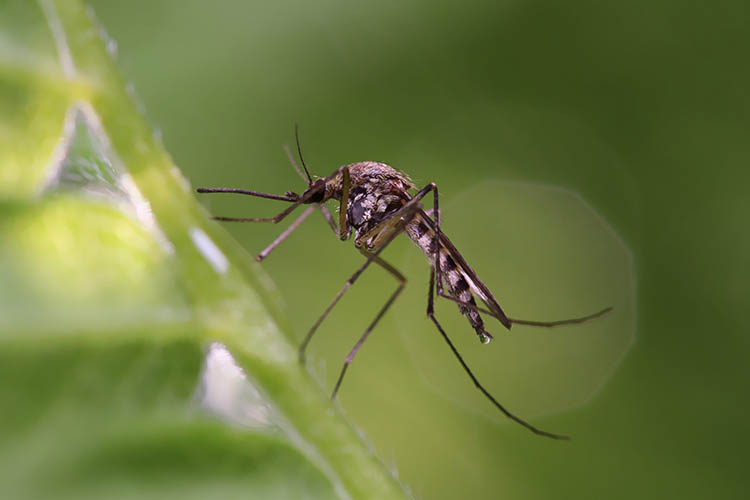 A mosquito on a plant